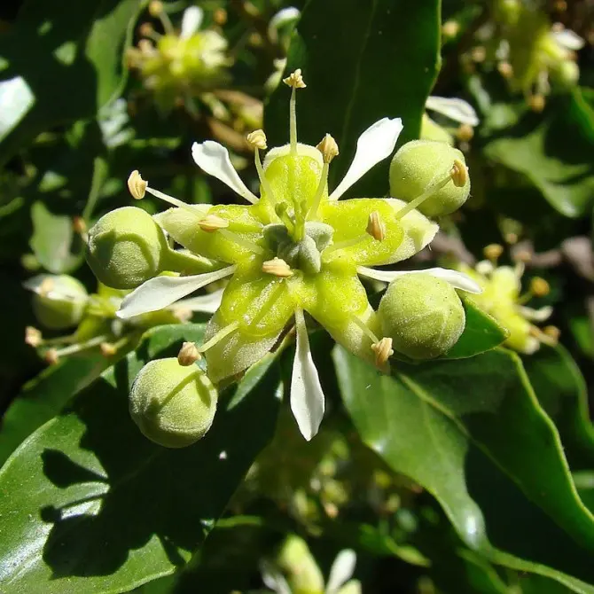 an image of the Quillaja Saponaria tree